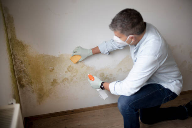 Trusted Cherry Valley, IL Mold Removal Experts